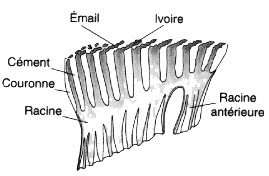 Schéma d'une molaire de mammouth